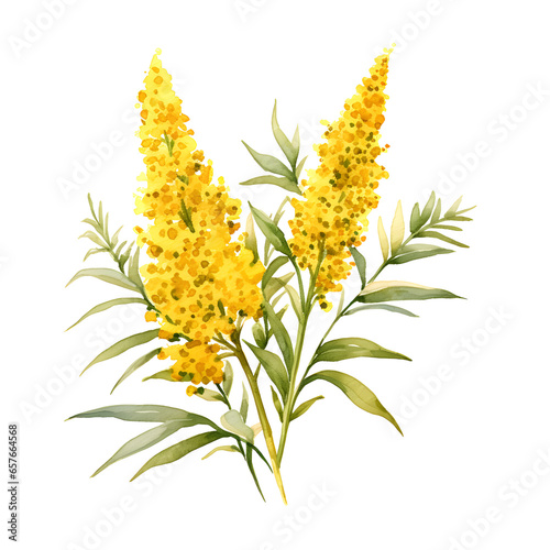 goldenrod  watercolor. Fall flowers illustration. cartoon clipart photo