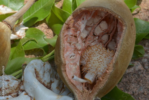The exposed seeds of a baobab tree in the pod cream of tarter is made from it. photo