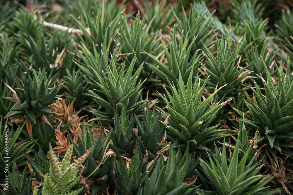 Interesting green leaf of succulent.
Interesting green leaf of succulent.