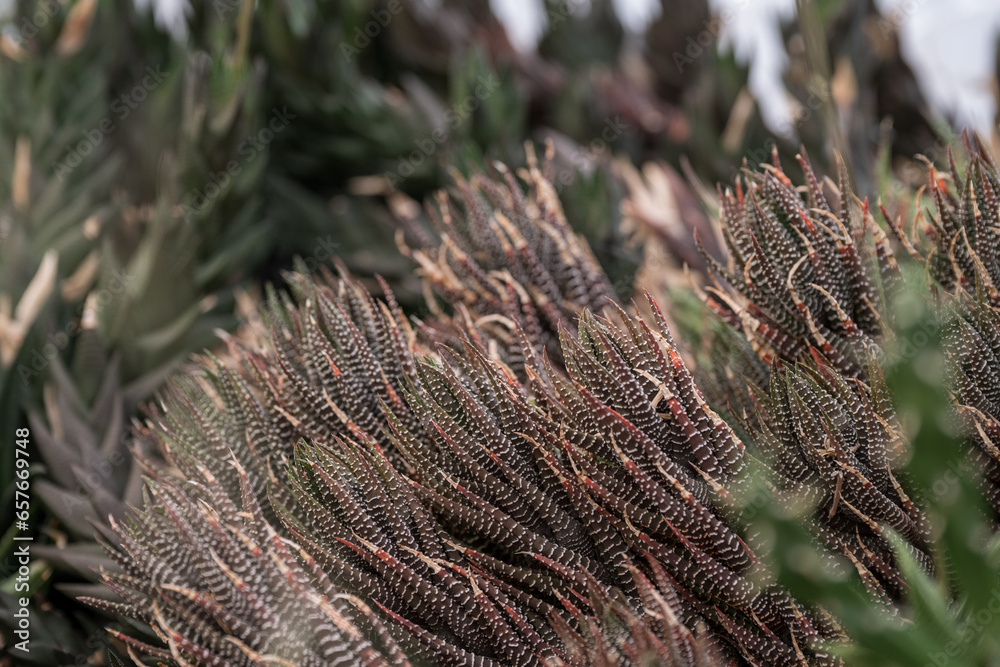 Interesting green leaf of succulent.
Interesting green leaf of succulent.