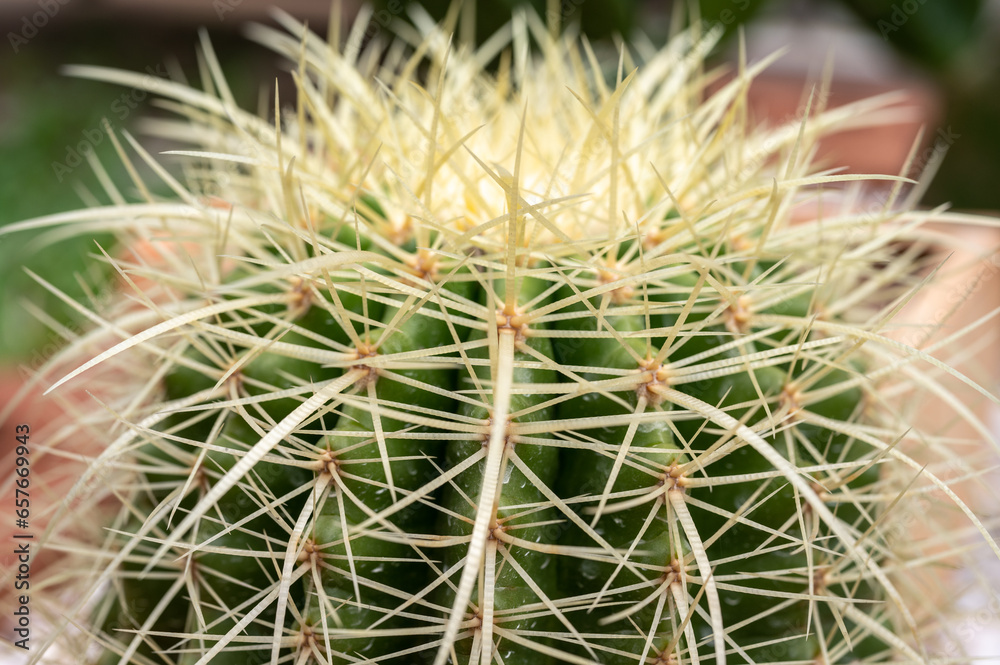 A Golden barrel cactus (Echinocactus grusonii) in the garden. Golden barrel cactus is popular for ornamental plant in contemporary garden designs. A Golden barrel cactus (Echinocactus grusonii) in the garden. Golden barrel cactus is popular for ornamental plant in contemporary garden designs.