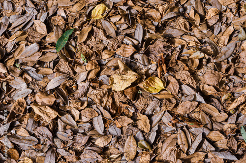 落ち葉で埋め尽くされた地面。秋の様子。
