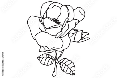Black and white line art flower illustration. Rose outline, contour, illustration with leaves. Black thin contour decoration.