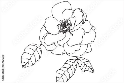 Black and white line art flower illustration. Rose outline, contour, illustration with leaves. Black thin contour decoration.