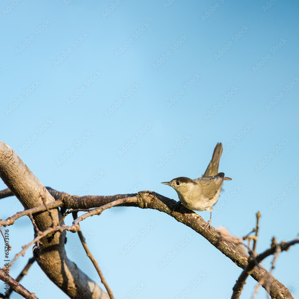 Blackcap (Sylvia atricapilla ), perched on a branch Blackcap (Sylvia atricapilla ), perched on a branch