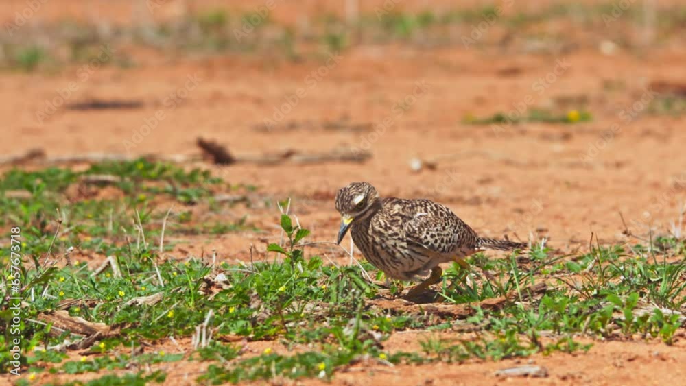 Long lens of a spotted thick-knee (Burhinus capensis) bird sitting on its eggs in the open during the morning in Africa. Long lens of a spotted thick-knee (Burhinus capensis) bird sitting on its eggs in the open during the morning in Africa.