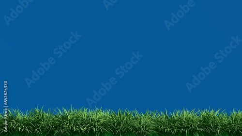 Isolated Grassfield with Wind on Blue Screen Background Chroma key