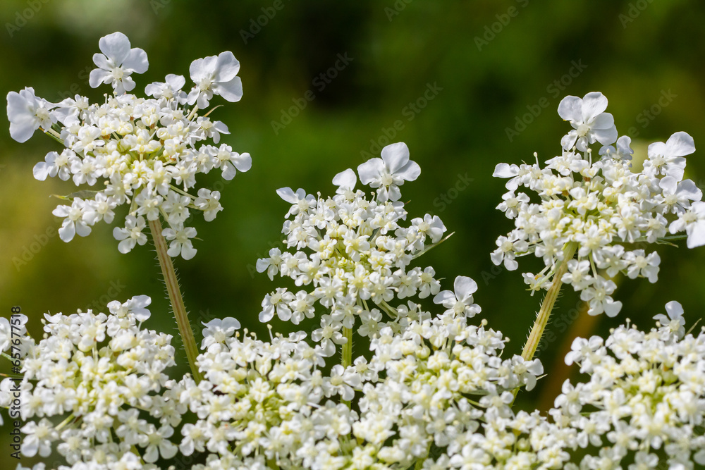 Daucus carota known as wild carrot blooming plant - obrazy, fototapety, plakaty 