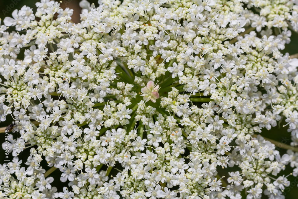 Daucus carota known as wild carrot blooming plant Daucus carota known as wild carrot blooming plant