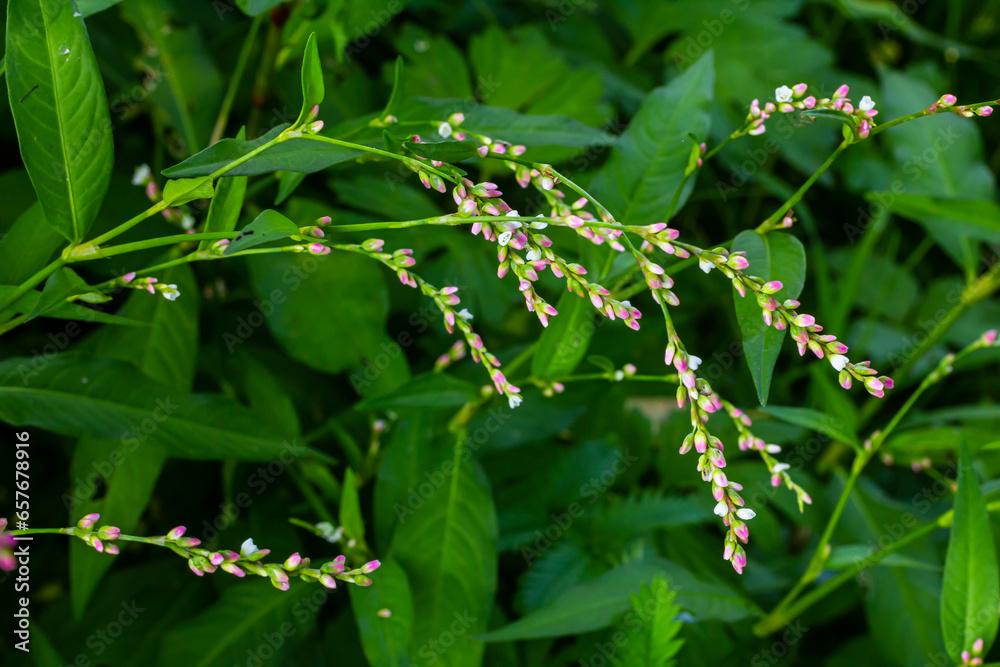 Weed Persicaria lapathifolia grows in a field among agricultural crops Weed Persicaria lapathifolia grows in a field among agricultural crops