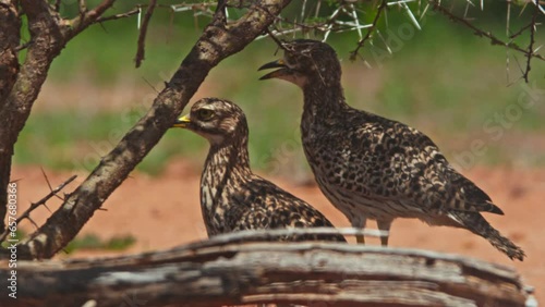 Long lens of two spotted thick-knee (Burhinus capensis) birds standing under the shade of a thorny bush during the morning in Africa. photo