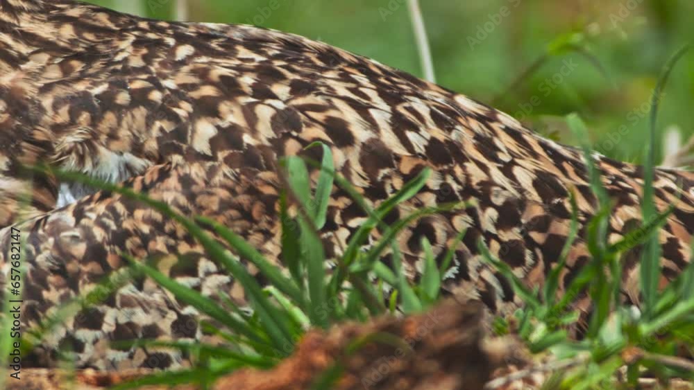 Long lens close up of a spotted thick-knee (Burhinus capensis) bird's wing feather while sitting on its eggs in an open area during the morning in Africa. Long lens close up of a spotted thick-knee (Burhinus capensis) bird's wing feather while sitting on its eggs in an open area during the morning in Africa.