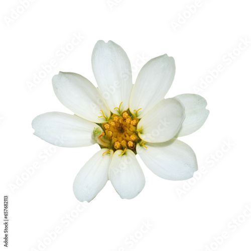 white flower on transparent background PNG
