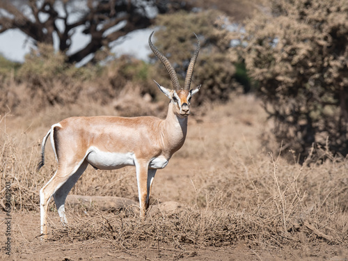 Explorando la belleza salvaje del safari de Kenia, donde majestuosos animales africanos deambulan libres en su hábitat natural.
En el corazón de la naturaleza salvaje de Kenia, esta  fotografía.  photo
