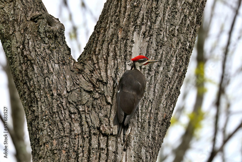 The pileated woodpecker.The bird native to North America.Currently the largest woodpecker in the United States after the critically endangered and possibly extinct ivory woodpecker. photo