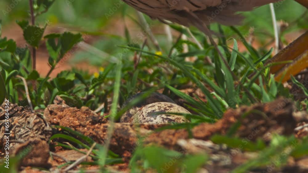 Long lens close up of a spotted thick-knee (Burhinus capensis) bird sitting on its eggs during the morning in Africa.