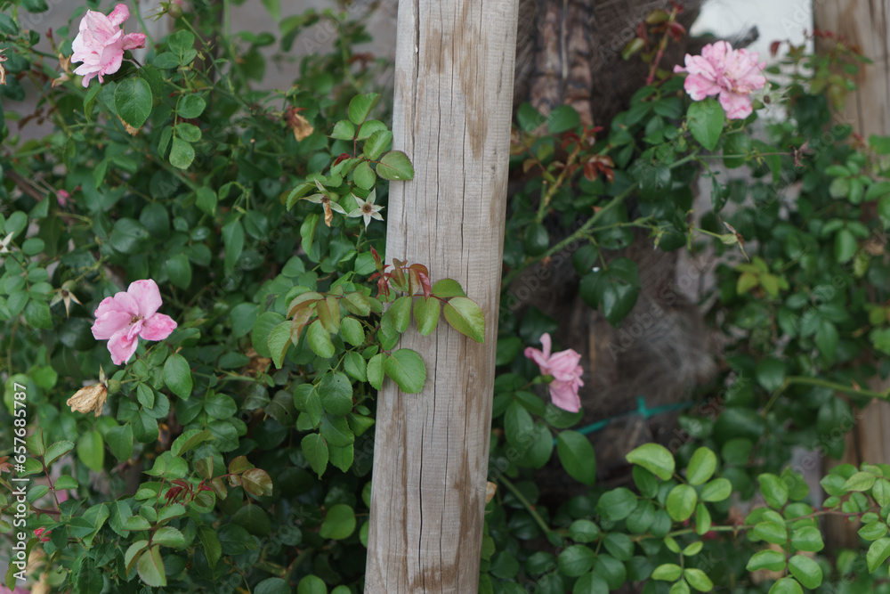 Fiori