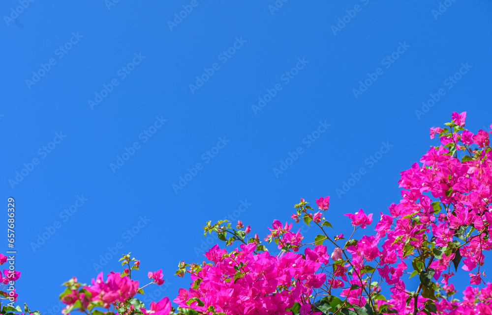 red bougainvillea flowers against blue sky 4