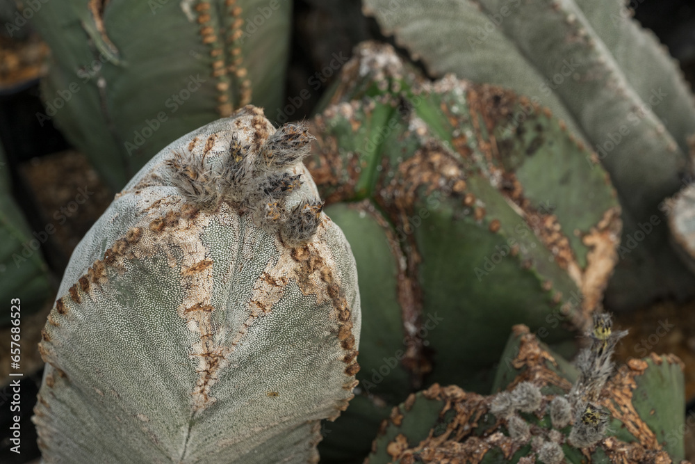 Thornless cactus with faded flowers. Thornless cactus with faded flowers.