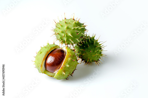 Autumn horse chestnut with peel on a white background. Isolated