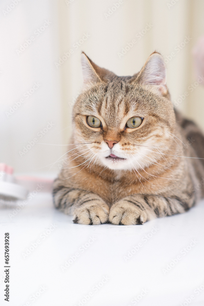 a close up of stripped red cat on white table whith hairbrush in a vet clinick