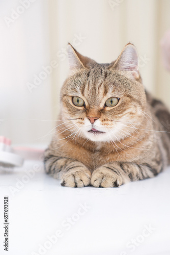 a close up of stripped red cat on white table whith hairbrush in a vet clinick © Di_Ilikaeva