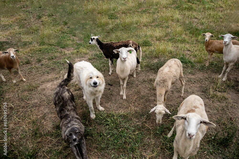 Fototapeta premium Sheep on a small family farm