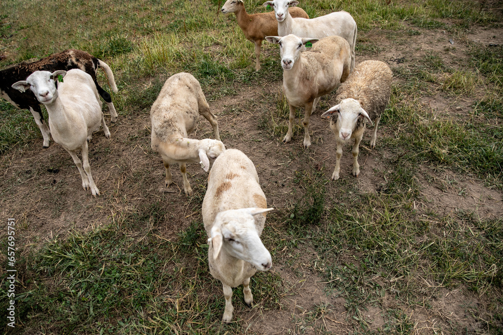 Obraz premium Sheep on a small family farm