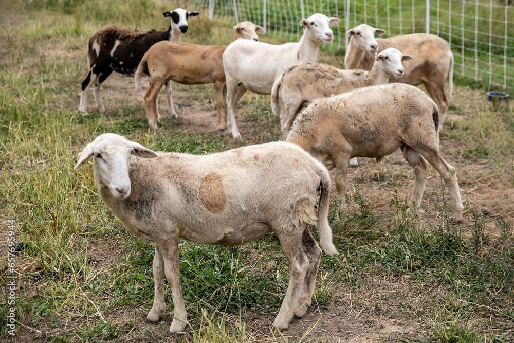 Sheep on a small family farm Sheep on a small family farm