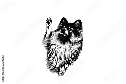 Sweet Keeshond: A Vector Illustration of an Irresistibly Cute Dog