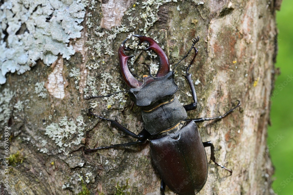Macro photo of a european stag beetle with antlers climbing up a tree trunk
