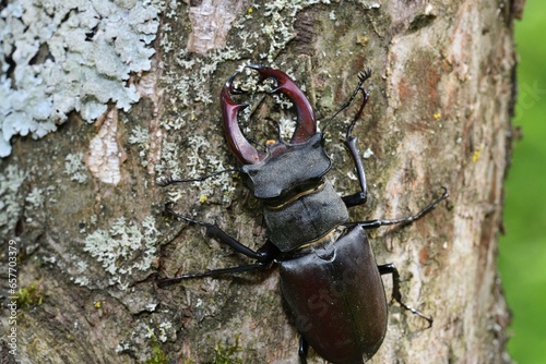 Obraz na płótnie Macro photo of a european stag beetle with antlers climbing up a tree trunk w salonie