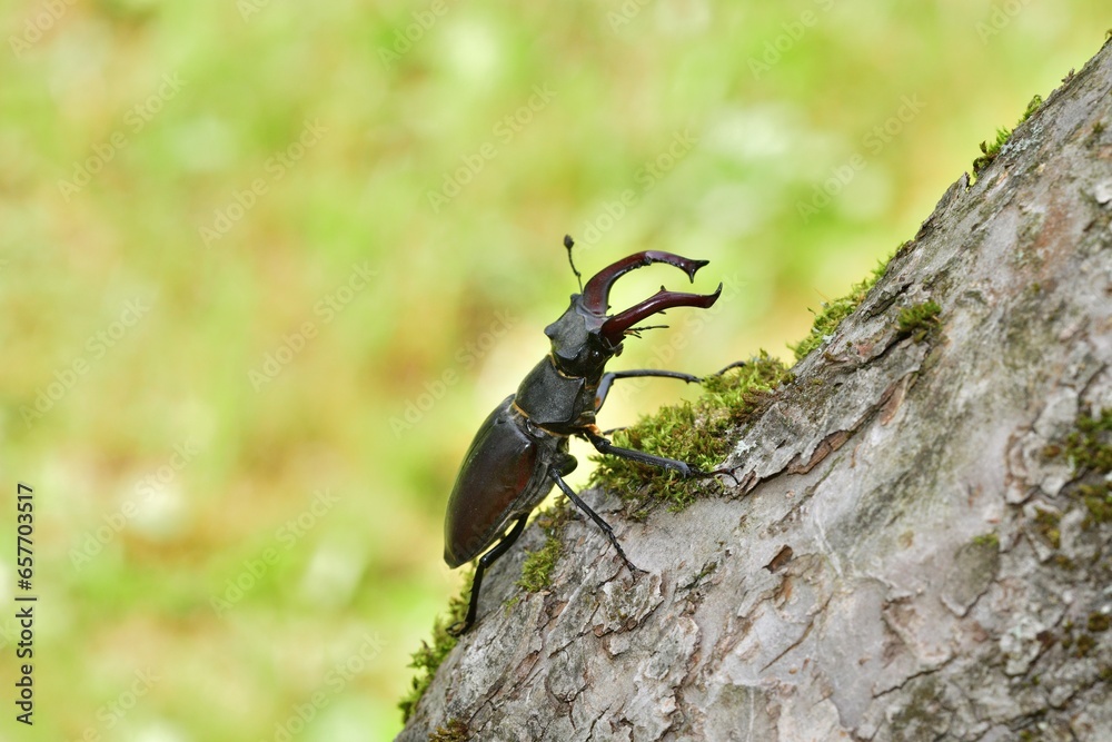 European stag beetle macro photo climbing up a tree twig