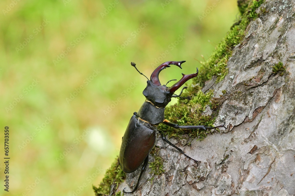 Macro photo of a european stag beetle with antlers climbing up a tree trunk