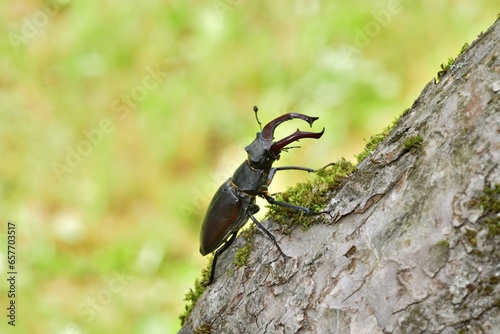 Obraz na płótnie European stag beetle macro photo climbing up a tree twig w salonie