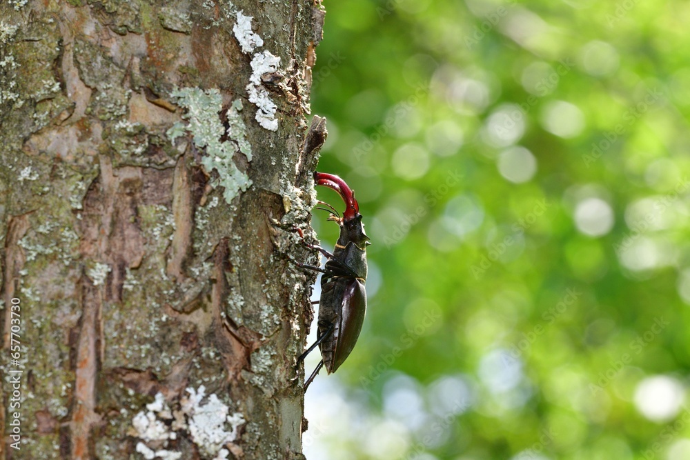 European stag beetle macro photo climbing up a tree twig