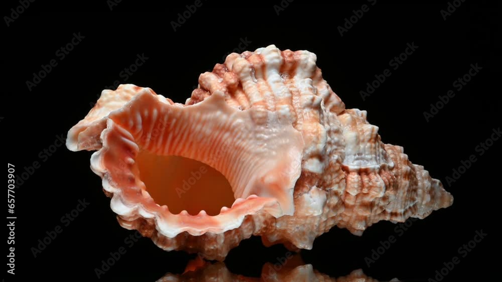 Ruddy Frog Shell (Bursa rubeta) rotating slowly against a black background. Ruddy Frog Shell (Bursa rubeta) rotating slowly against a black background.