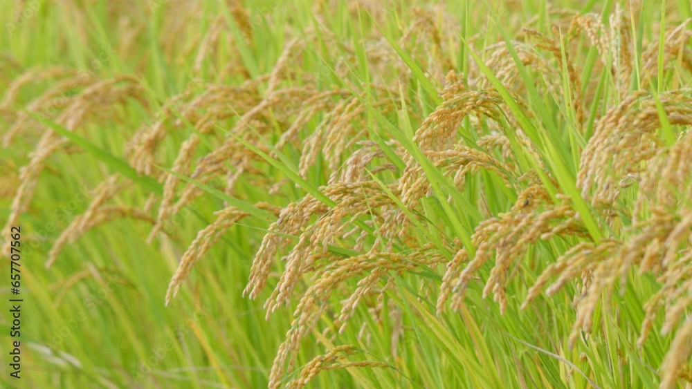 Rice fields in autumn, golden rice just before harvest Rice fields in autumn, golden rice just before harvest