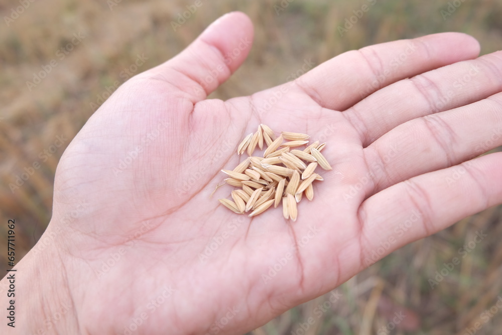 The Grain of the New Origin ,A Rice Seed's Journey。 The Grain of the New Origin ,A Rice Seed's Journey。