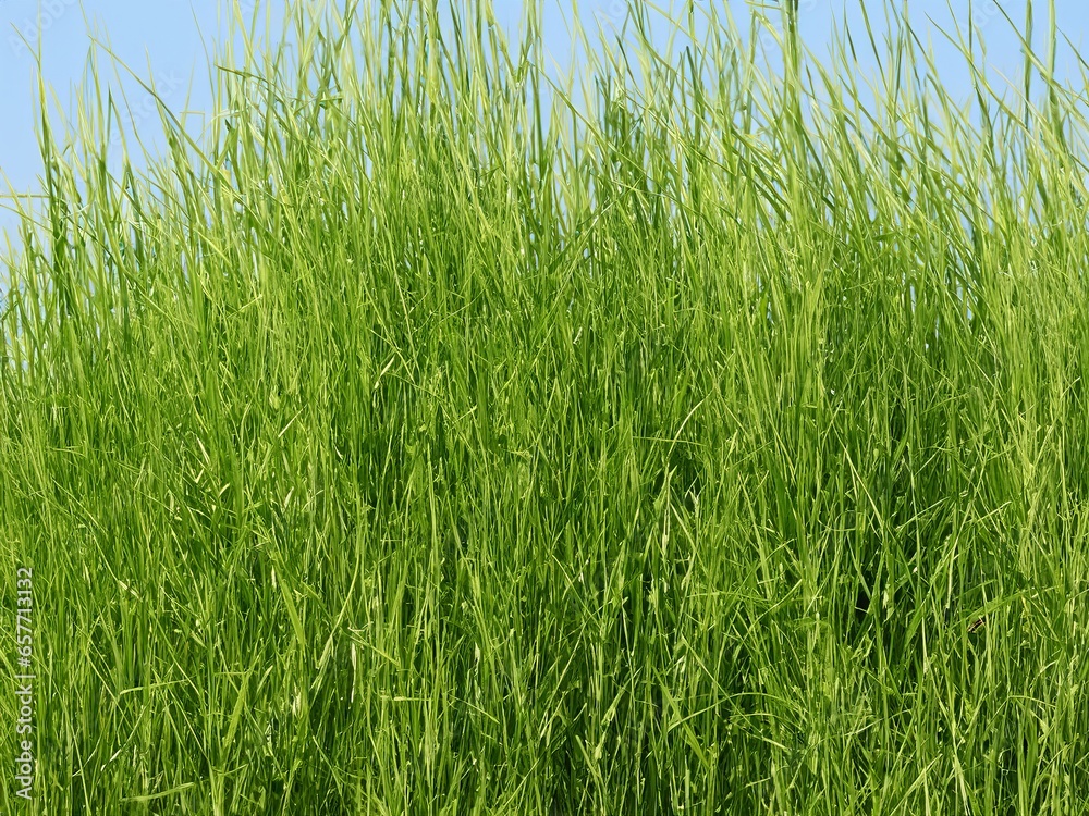 Obraz premium gras in the wind background