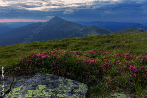 A blooming carpet of Rhododendron myrtifolium flowers in the evening twilight of the sunset. Carpathian mountains, Chornohora ridge, view of Mount Hoverla (2061m), Ukraine. Photo wallpaper.  photo