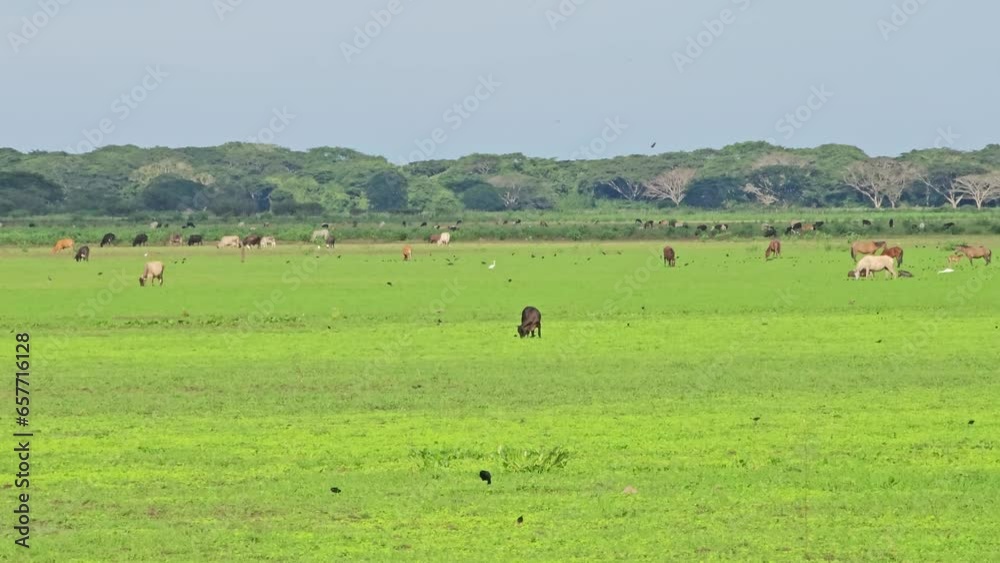Ganado pastoreando al aire libre en Ciénega con agua Ganado pastoreando al aire libre en Ciénega con agua