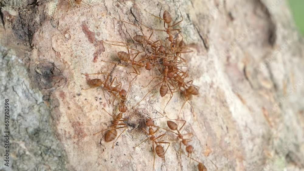 Close-Up many red ants walking on a tree in the garden. Close-Up many red ants walking on a tree in the garden.