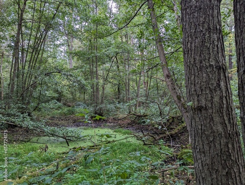 Wald mit buchen 