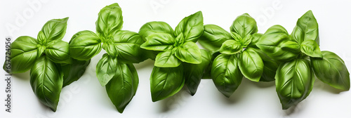 Basil fresh and ripe herb food banner for web or design. Generative AI