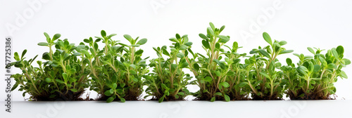 Thyme fresh and ripe herb food banner for web or design. Generative AI