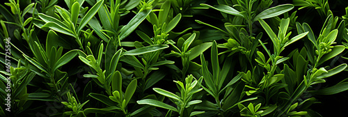 Rosemary fresh and ripe herb food banner for web or design. Generative AI