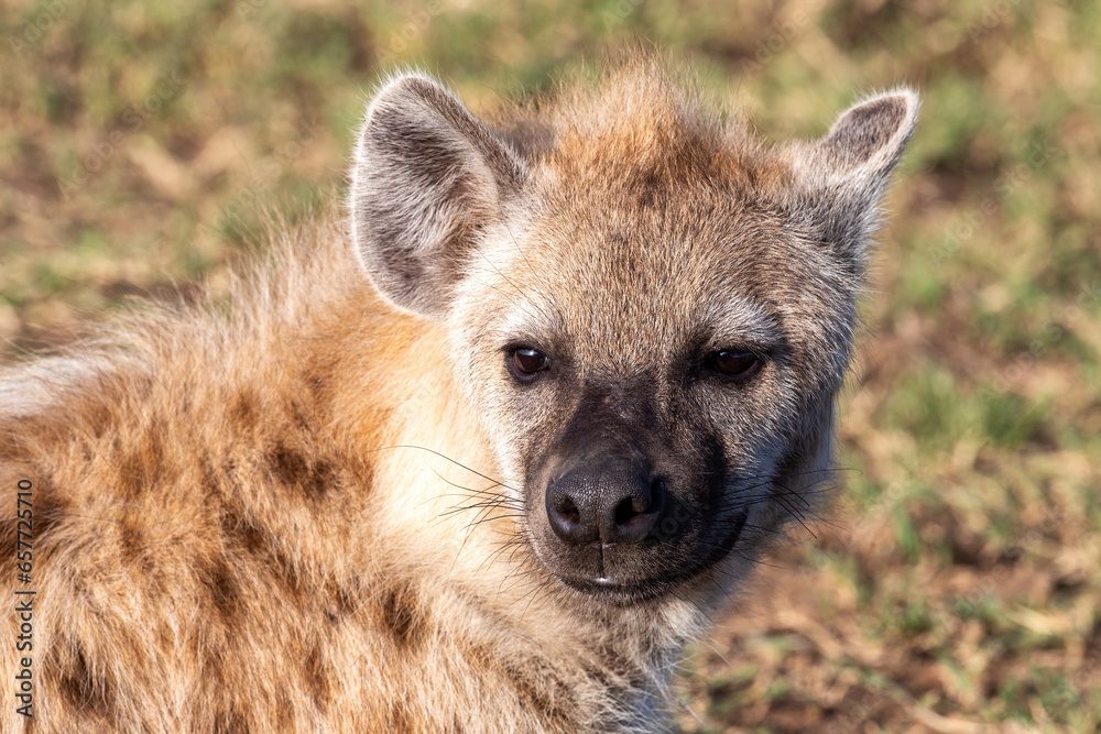 Spotted hyena closeup, Crocuta crocuta, rests in the grasslands of the Masai Mara, Kenya. Front view Spotted hyena closeup, Crocuta crocuta, rests in the grasslands of the Masai Mara, Kenya. Front view
