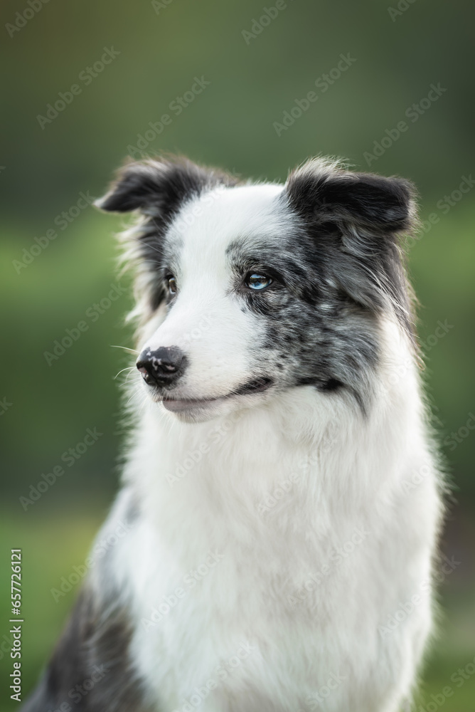 Portrait of grey white blue merle border collie with on green summer park background