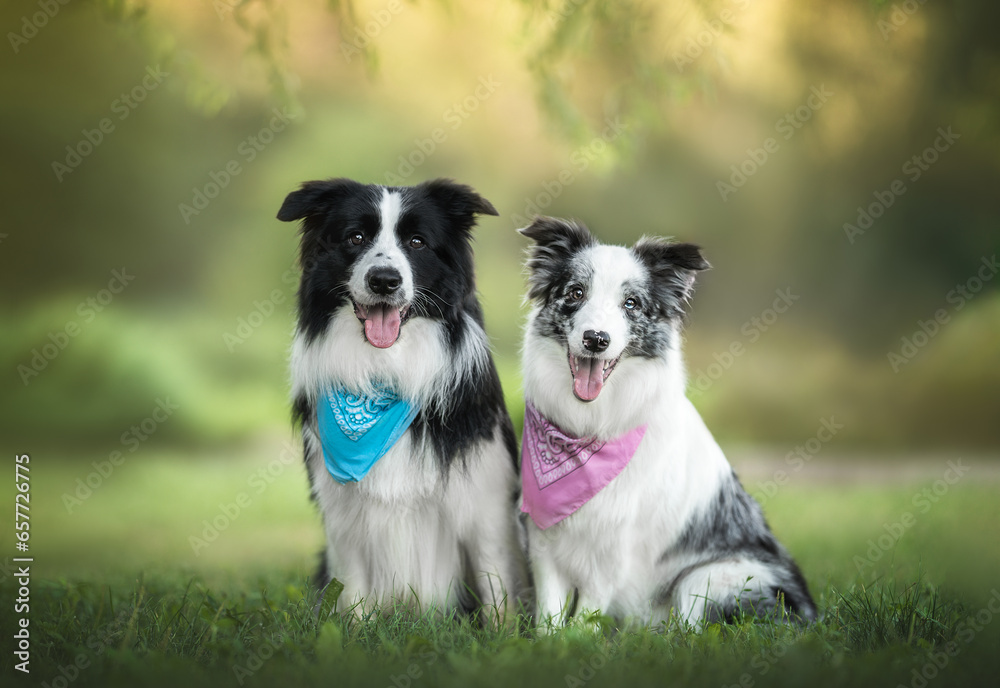 Outdoors photo of pair border collie dogs black white and blue merle in blue and pink bandanas sitting close and looking in camera in green grass on sunny summer morning park background